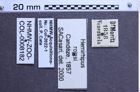Etiketten zu Hemirhipus rojasi (NHMW-ZOO-COL-0008182)
